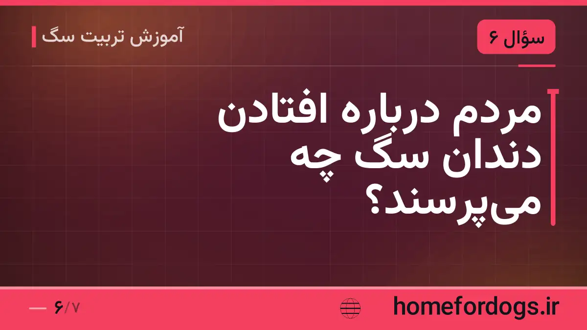 مردم درباره افتادن دندان سگ چه میپرسند؟