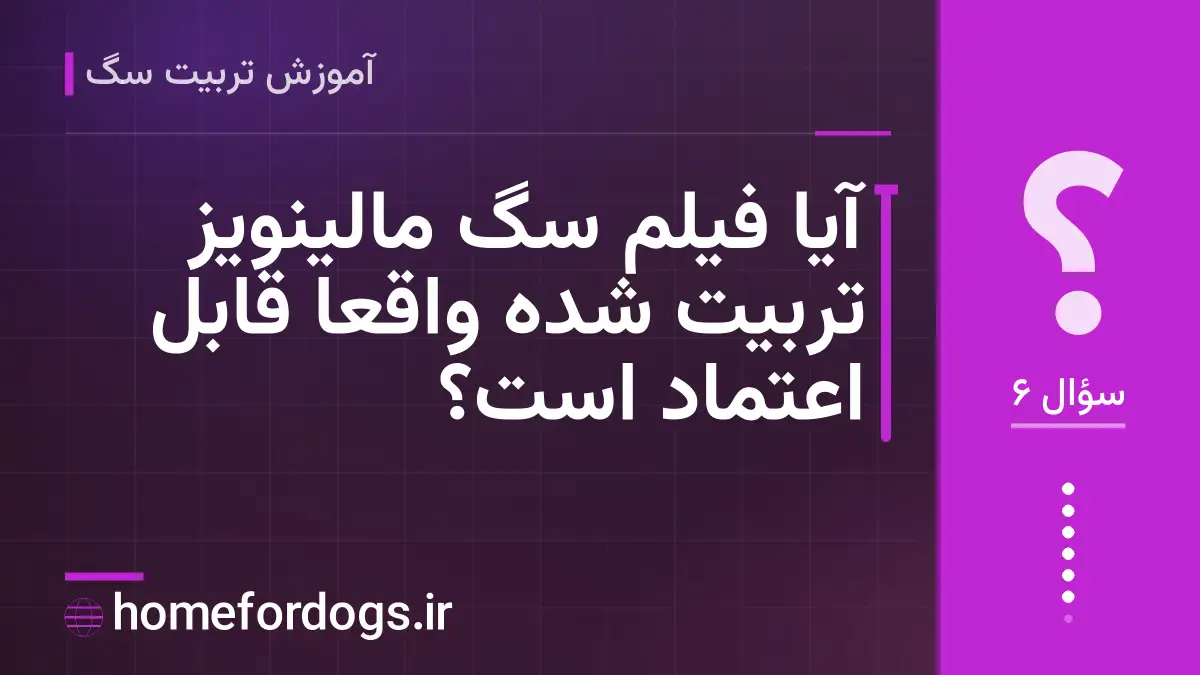 آیا فیلم سگ مالینویز تربیت شده واقعاً قابل اعتماد است؟
