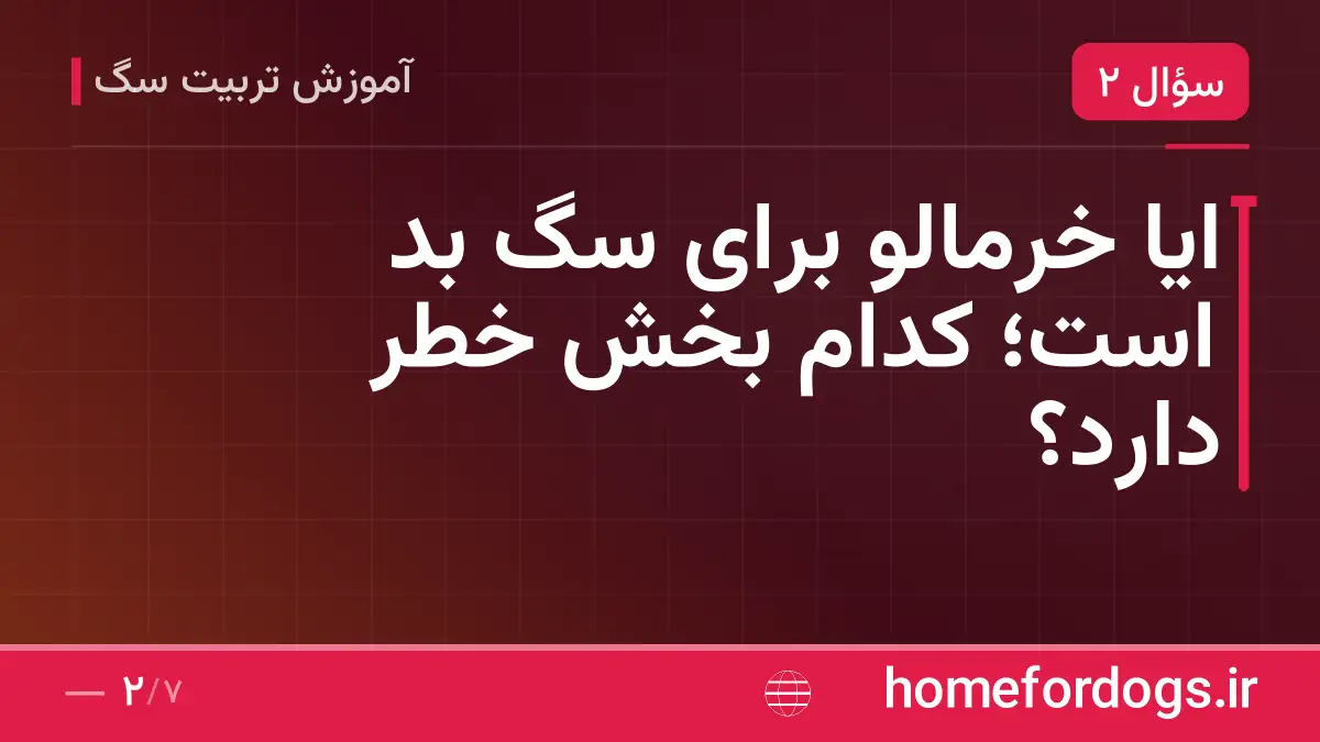 ایا خرمالو برای سگ بد است؛ کدام بخش خطر دارد؟