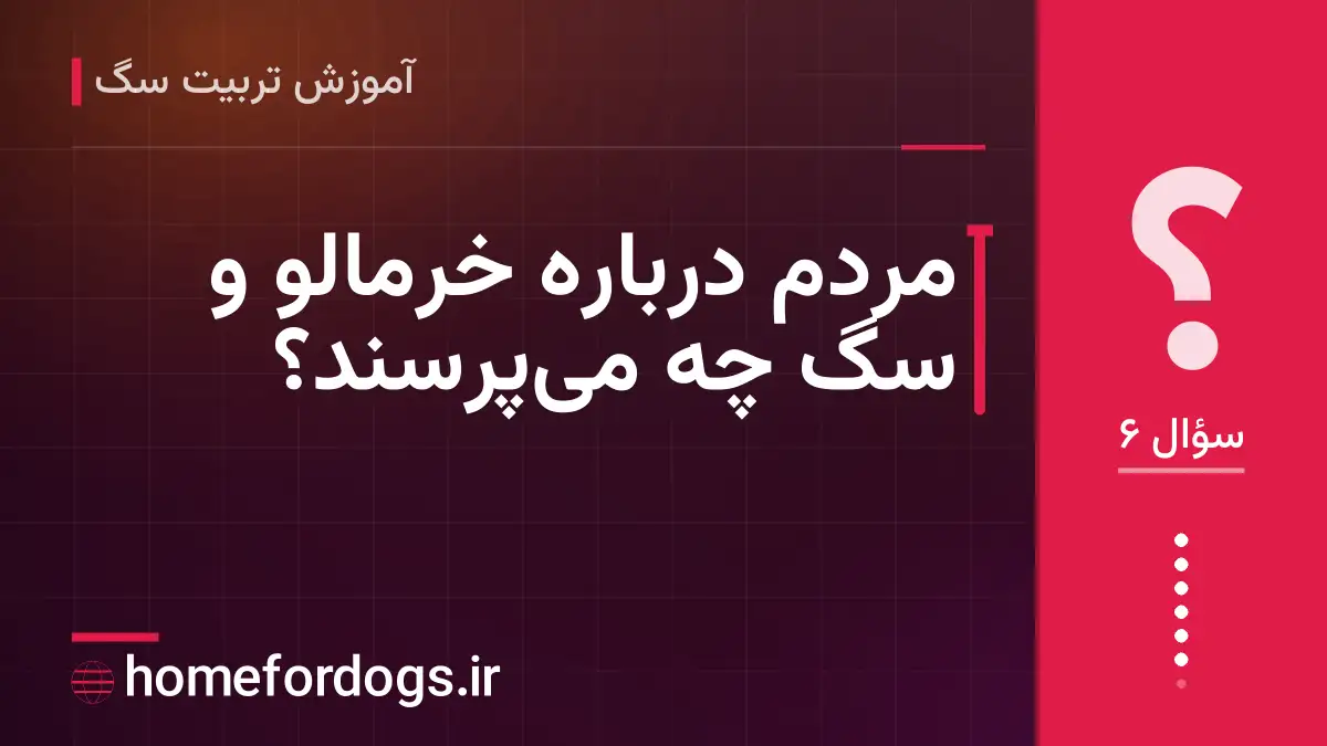 مردم درباره خرمالو و سگ چه می‌پرسند؟