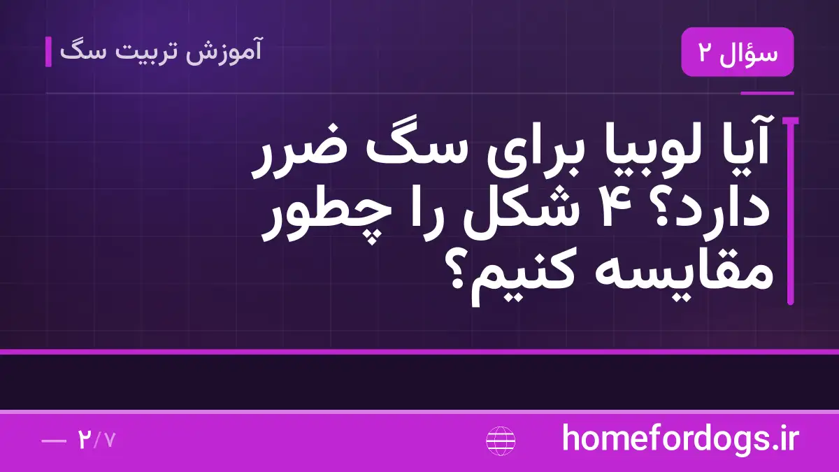 آیا لوبیا برای سگ ضرر دارد؟ ۴ شکل را چطور مقایسه کنیم؟
