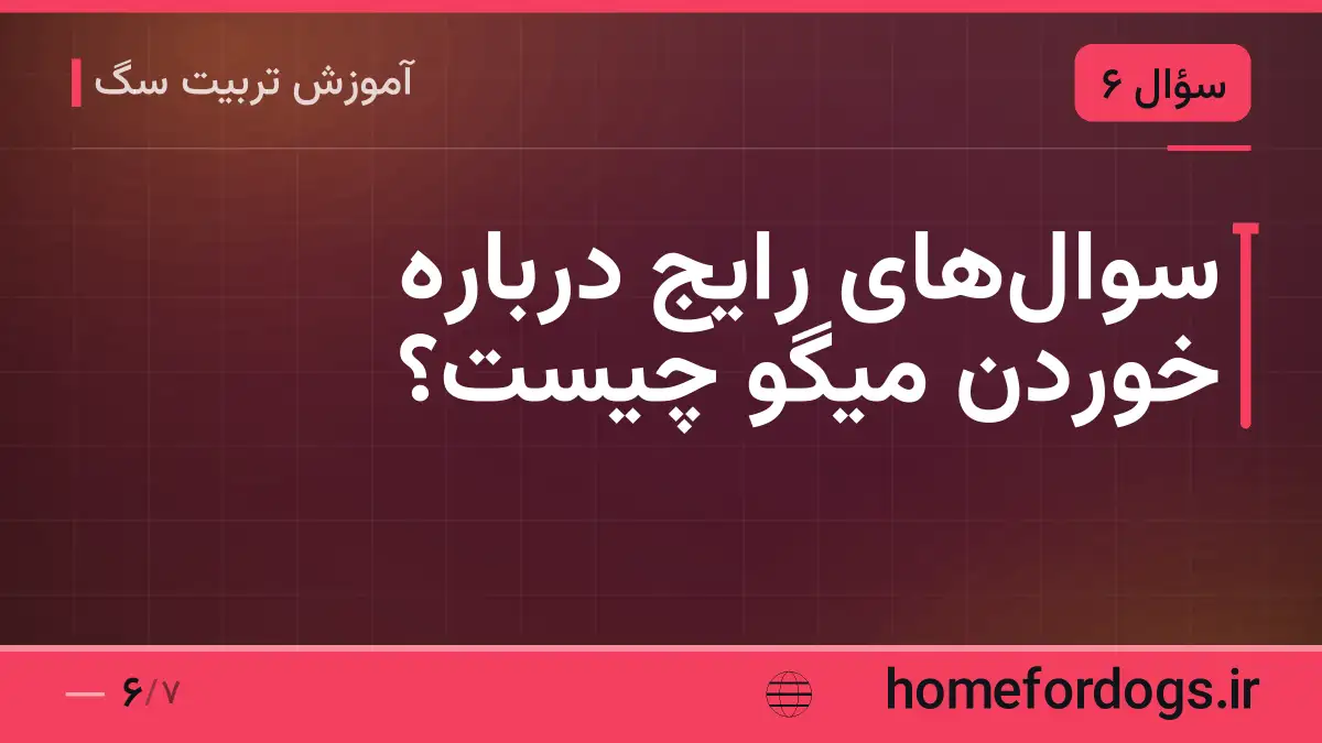 سوال‌های رایج درباره خوردن میگو چیست؟