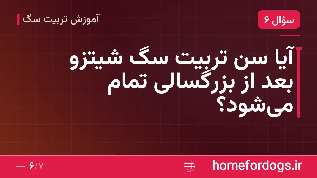 آیا سن تربیت سگ شیتزو بعد از بزرگسالی تمام میشود؟