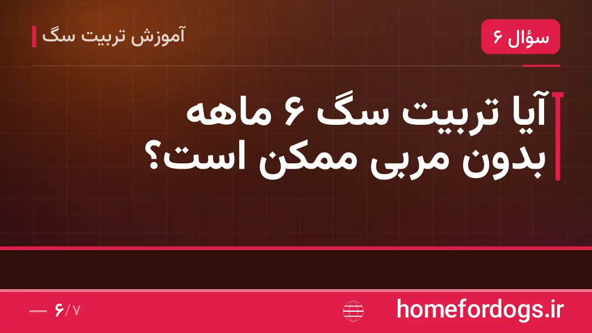 آیا تربیت سگ ۶ ماهه بدون مربی ممکن است؟