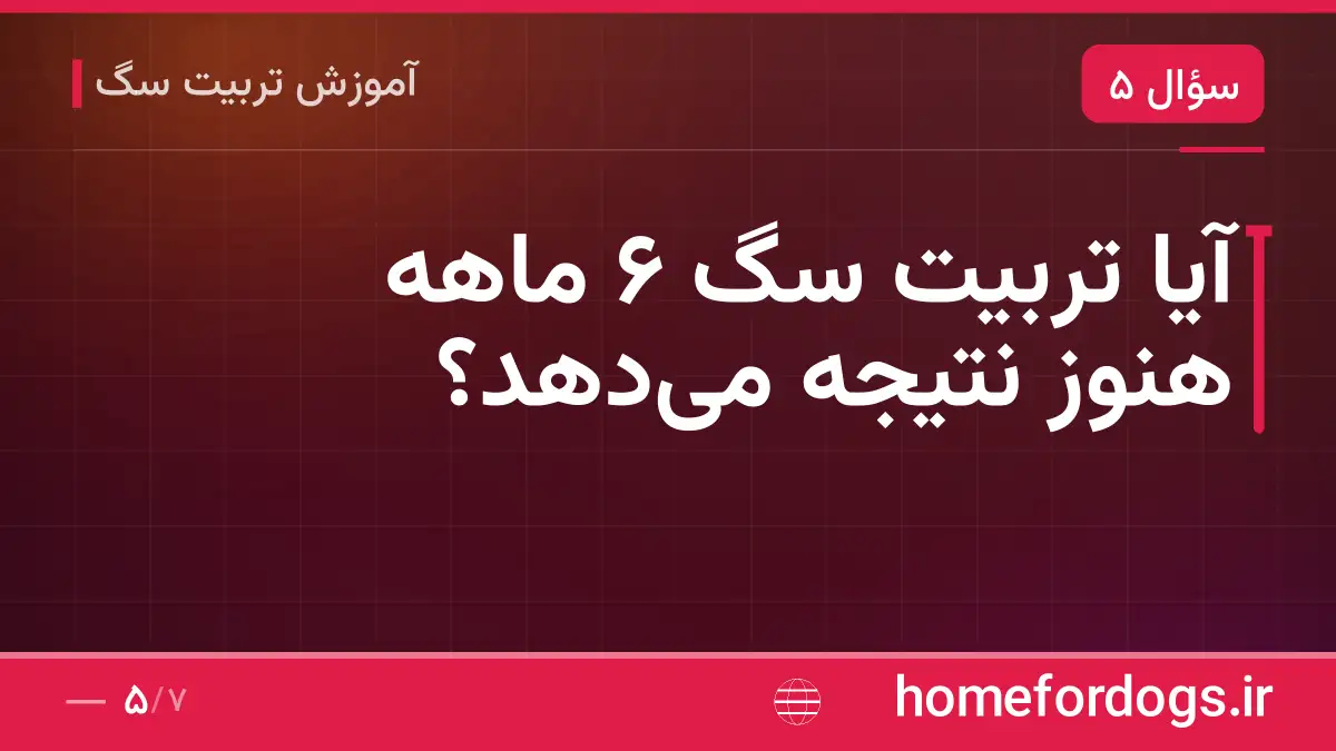 آیا تربیت سگ ۶ ماهه هنوز نتیجه می‌دهد؟