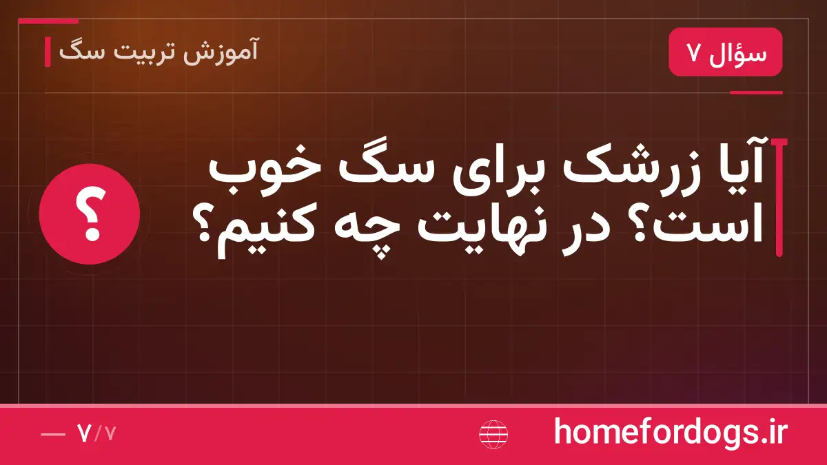 آیا زرشک برای سگ خوب است؟ در نهایت چه کنیم؟