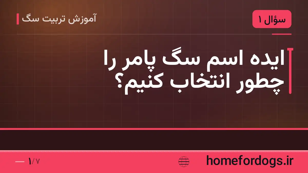 ایده اسم سگ پامر را چطور انتخاب کنیم؟