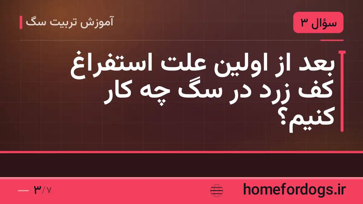 بعد از اولین علت استفراغ کف زرد در سگ چه کار کنیم؟