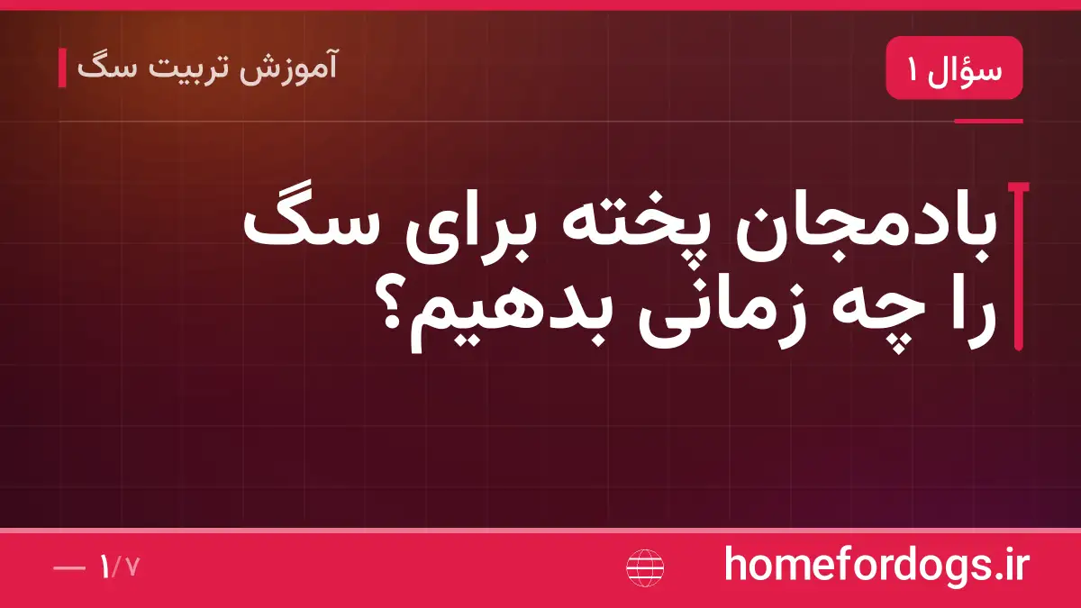 بادمجان پخته برای سگ را چه زمانی بدهیم؟