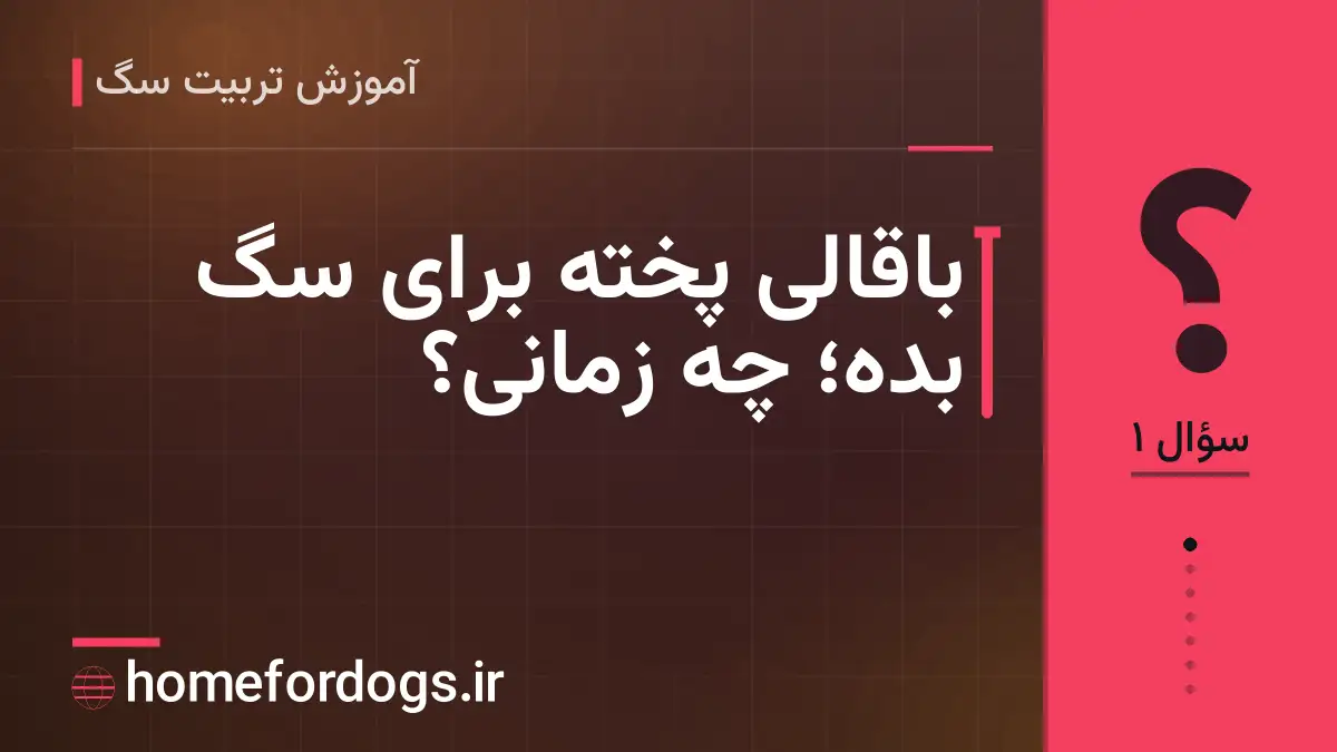 باقالی پخته برای سگ بده؛ چه زمانی؟