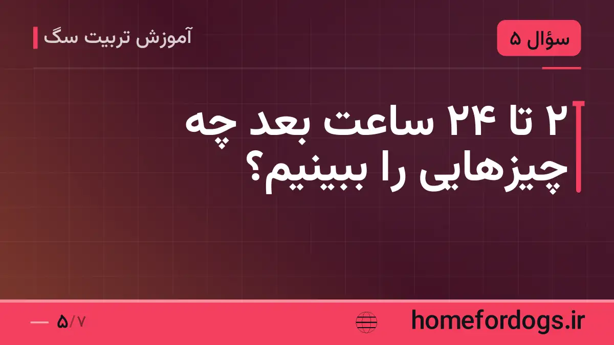 ۲ تا ۲۴ ساعت بعد چه چیزهایی را ببینیم؟
