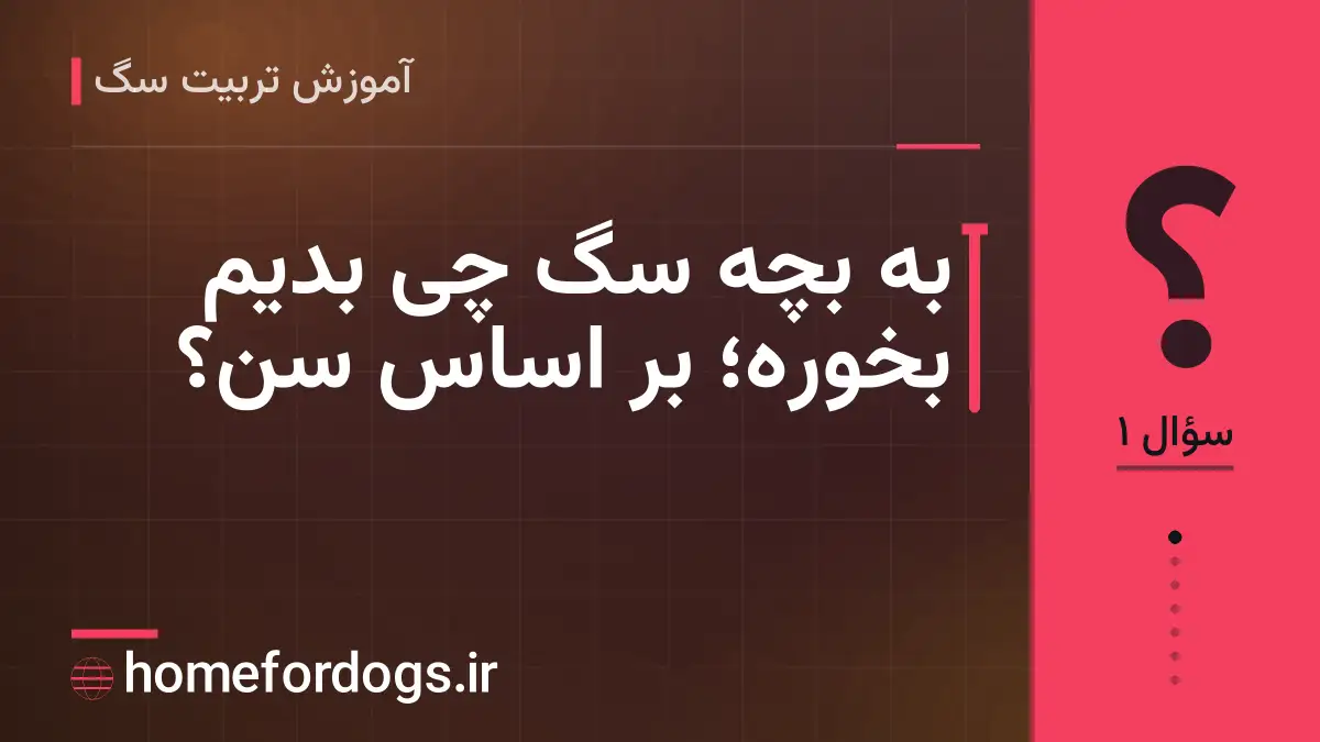به بچه سگ چی بدیم بخوره؛ بر اساس سن؟