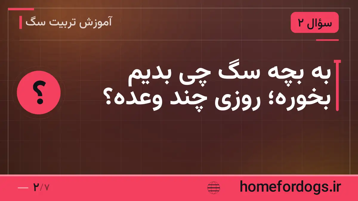 به بچه سگ چی بدیم بخوره؛ روزی چند وعده؟