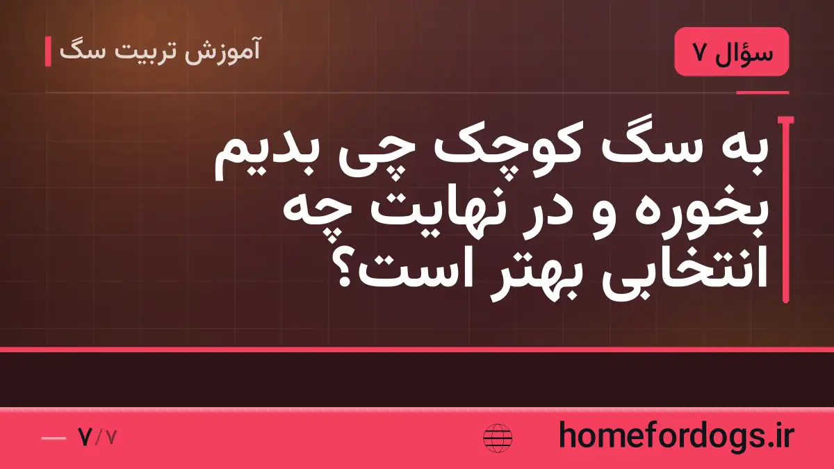 به سگ کوچک چی بدیم بخوره و در نهایت چه انتخابی بهتر است؟