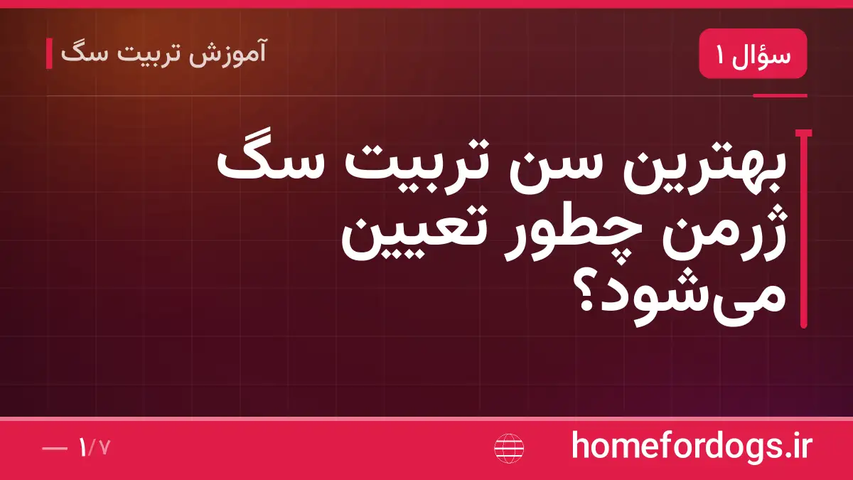 بهترین سن تربیت سگ ژرمن چطور تعیین میشود؟