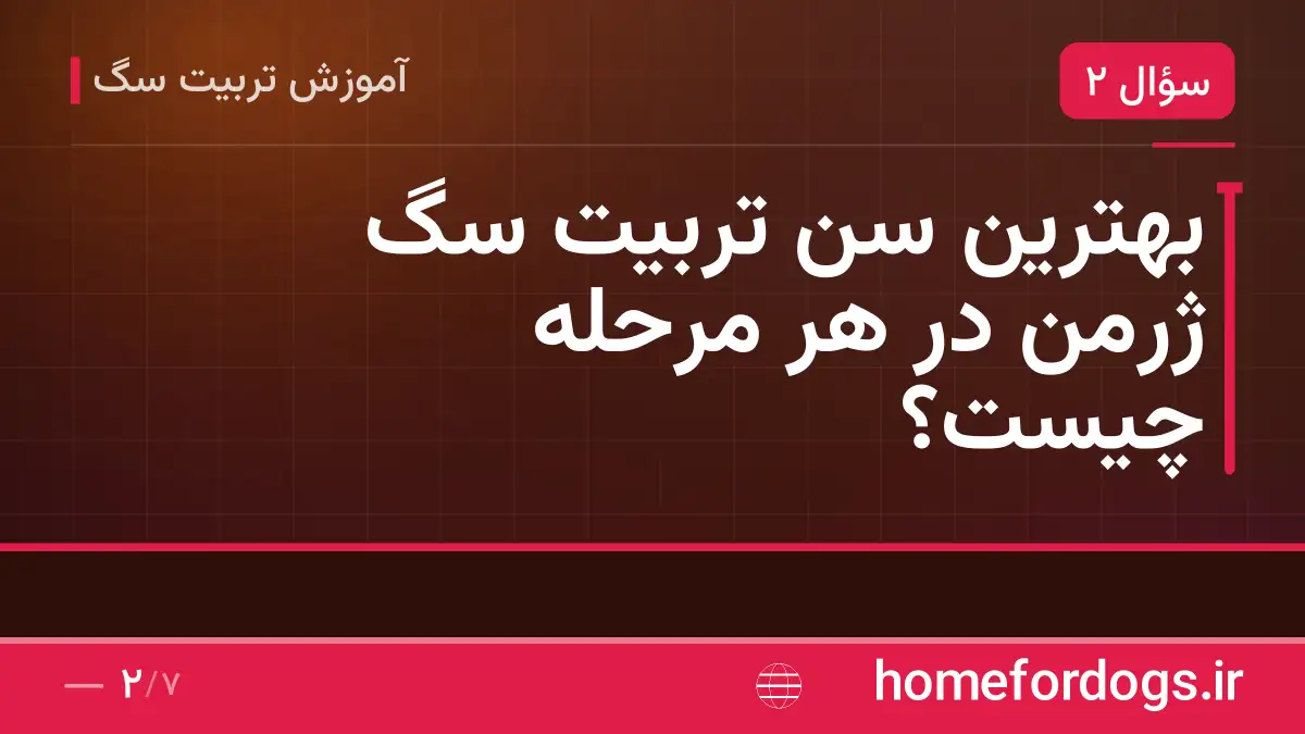 بهترین سن تربیت سگ ژرمن در هر مرحله چیست؟