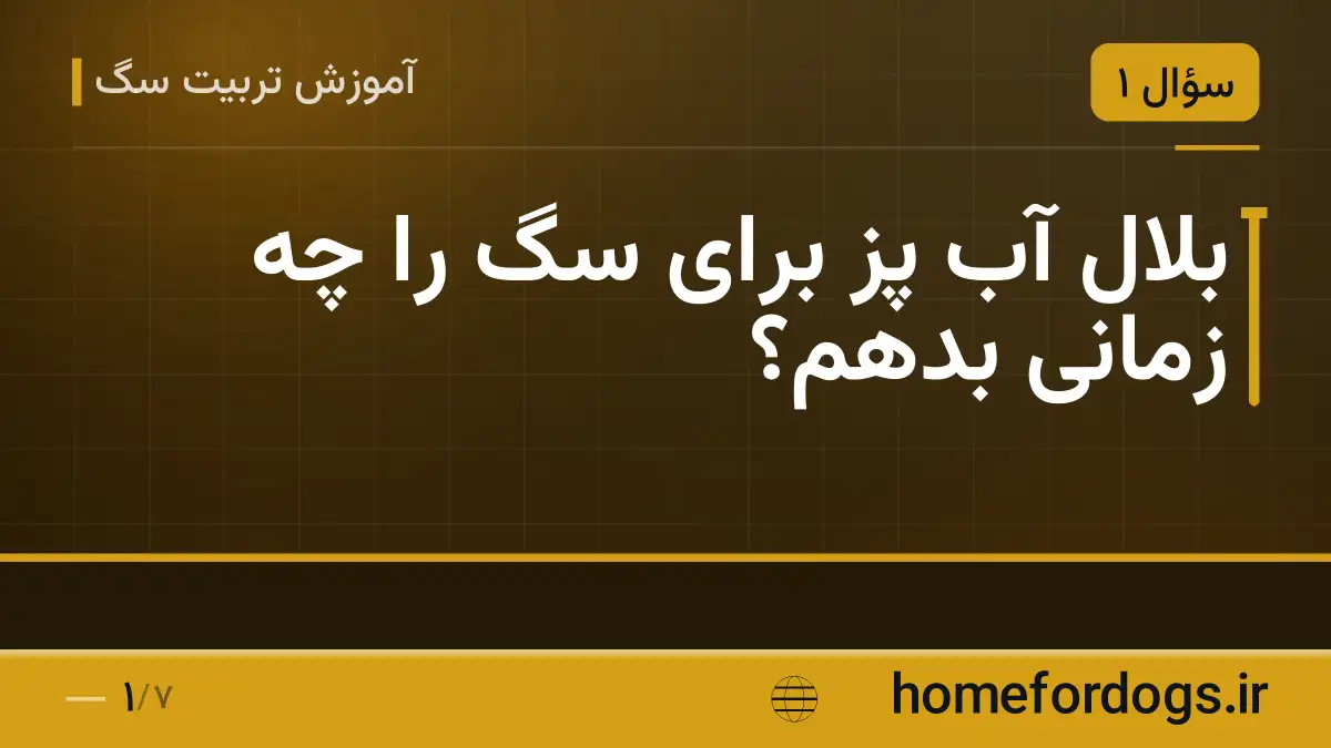 بلال آب پز برای سگ را چه زمانی بدهم؟