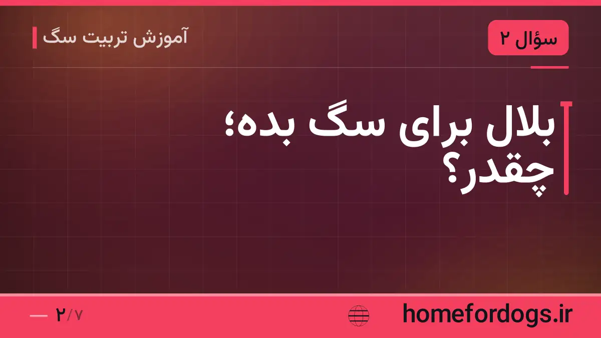 بلال برای سگ بده؛ چقدر؟
