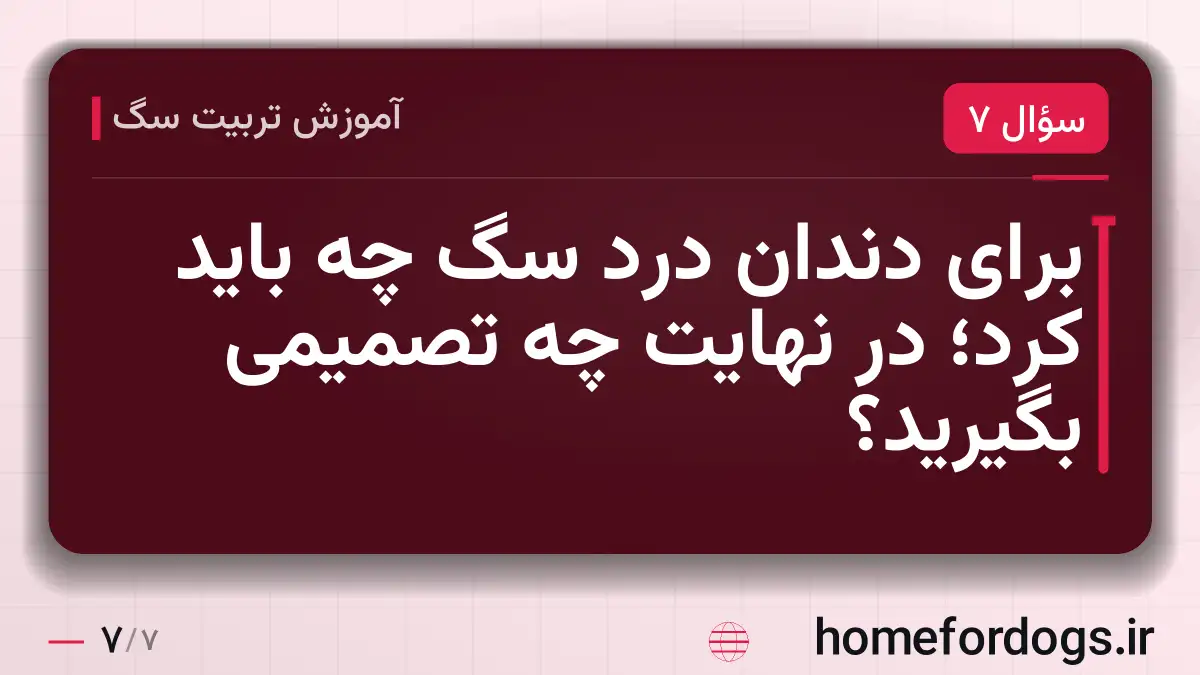 برای دندان درد سگ چه باید کرد؛ در نهایت چه تصمیمی بگیرید؟
