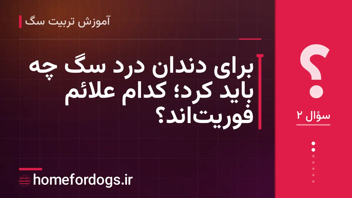 برای دندان درد سگ چه باید کرد؛ کدام علائم فوریت‌اند؟