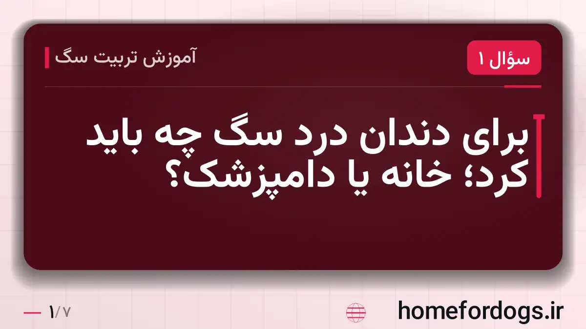 برای دندان درد سگ چه باید کرد؛ خانه یا دامپزشک؟