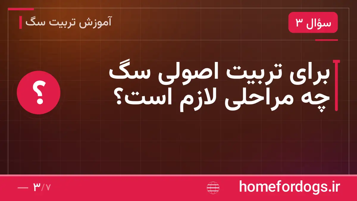 برای تربیت اصولی سگ چه مراحلی لازم است؟