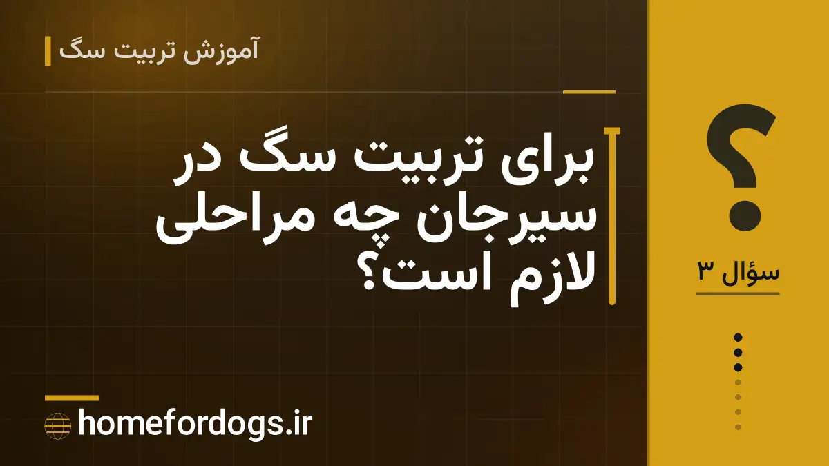 برای تربیت سگ در سیرجان چه مراحلی لازم است؟