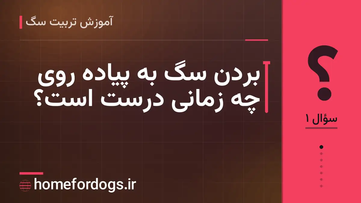 بردن سگ به پیاده روی چه زمانی درست است؟