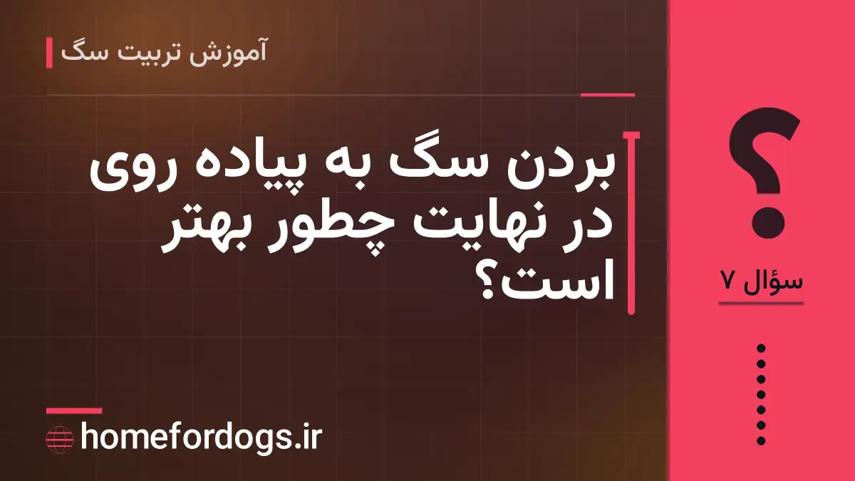 بردن سگ به پیاده روی در نهایت چطور بهتر است؟