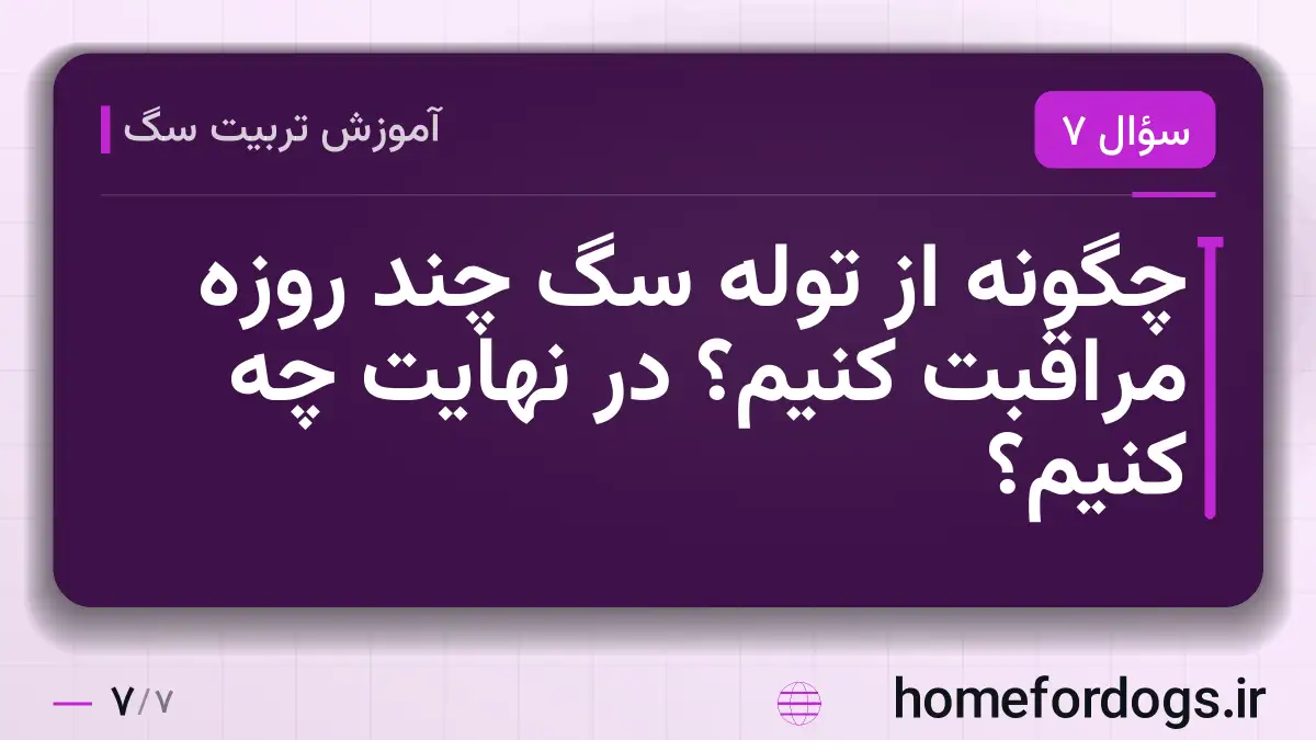 چگونه از توله سگ چند روزه مراقبت کنیم؟ در نهایت چه کنیم؟