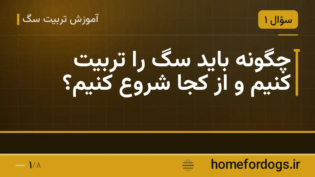 چگونه باید سگ را تربیت کنیم و از کجا شروع کنیم؟