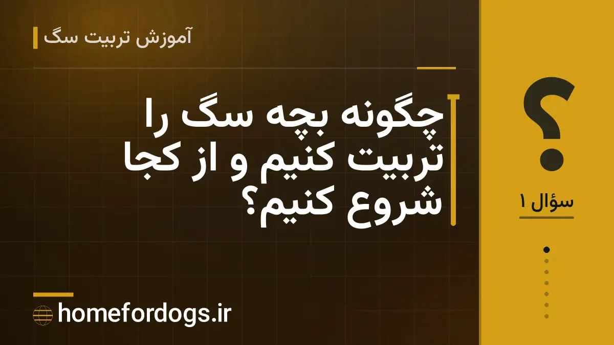 چگونه بچه سگ را تربیت کنیم و از کجا شروع کنیم؟