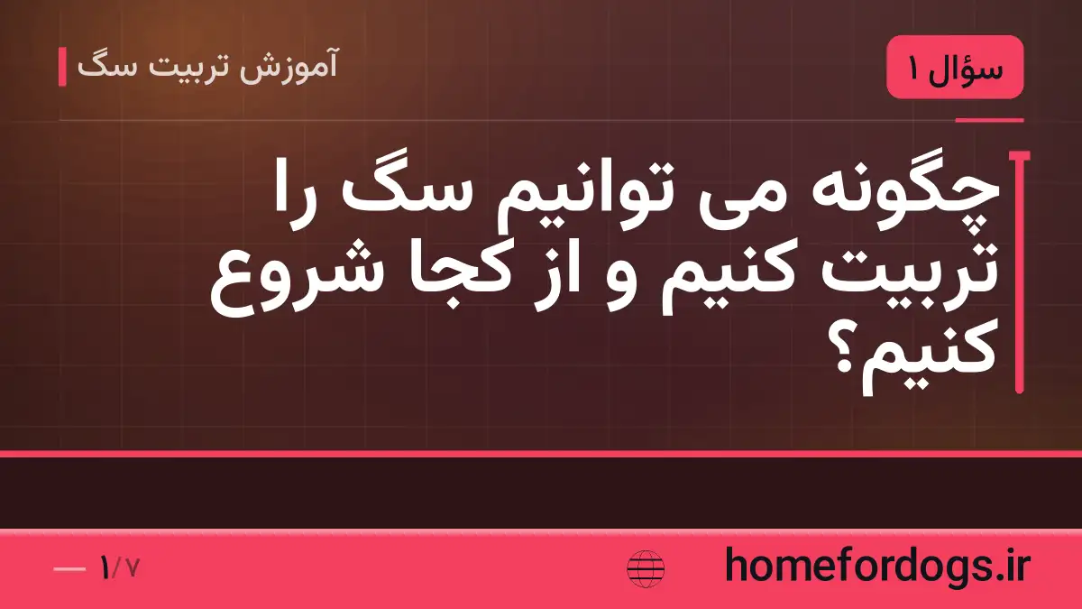 چگونه می توانیم سگ را تربیت کنیم و از کجا شروع کنیم؟