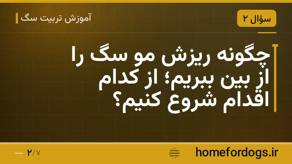 چگونه ریزش مو سگ را از بین ببریم؛ از کدام اقدام شروع کنیم؟