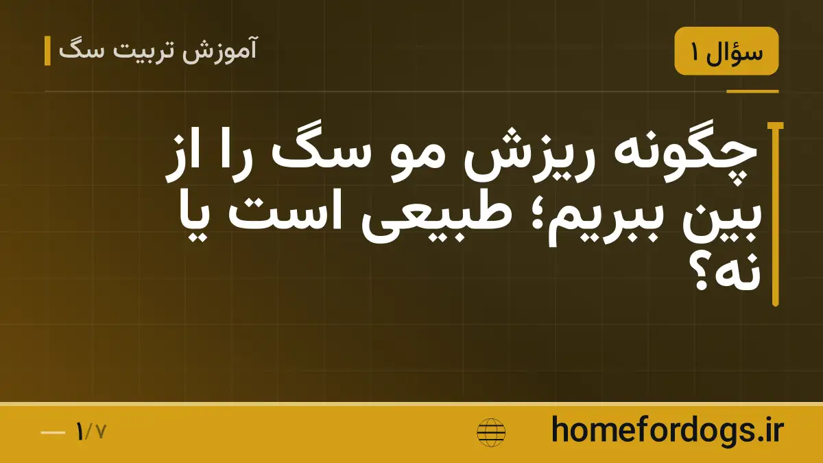 چگونه ریزش مو سگ را از بین ببریم؛ طبیعی است یا نه؟