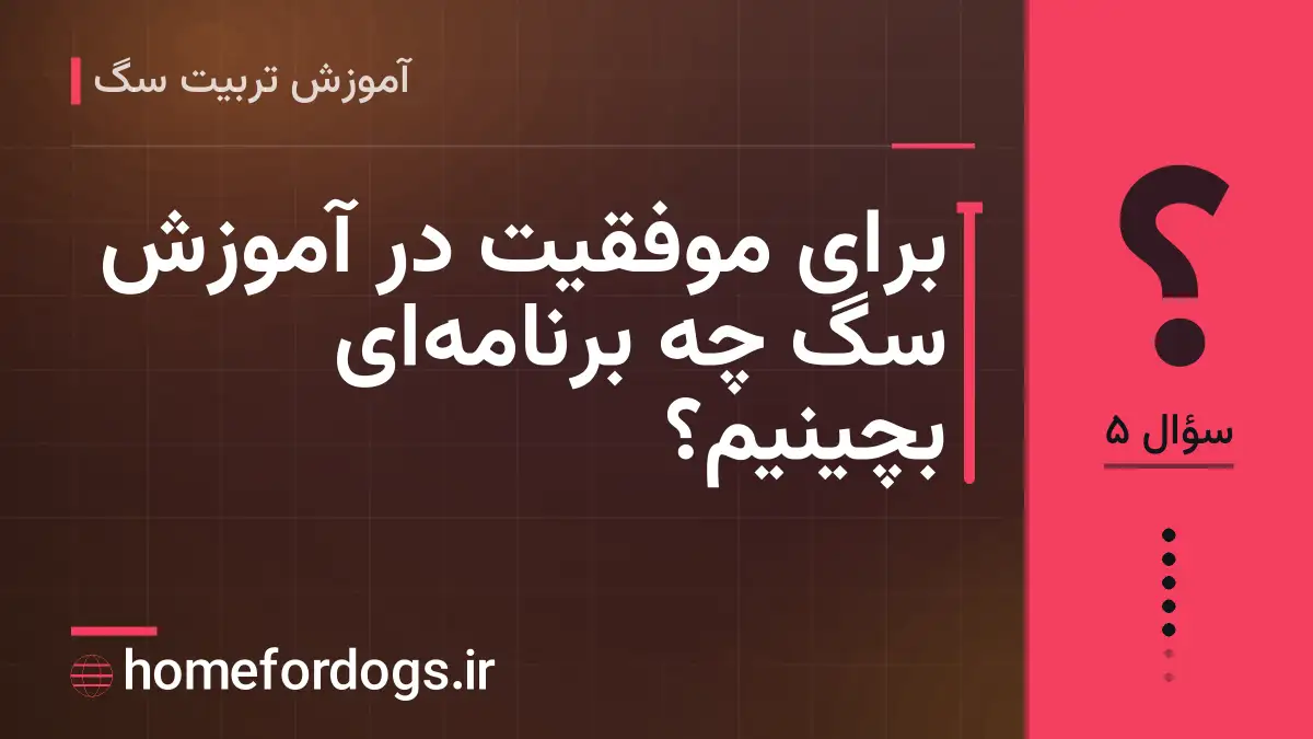 برای موفقیت در آموزش سگ چه برنامهای بچینیم؟
