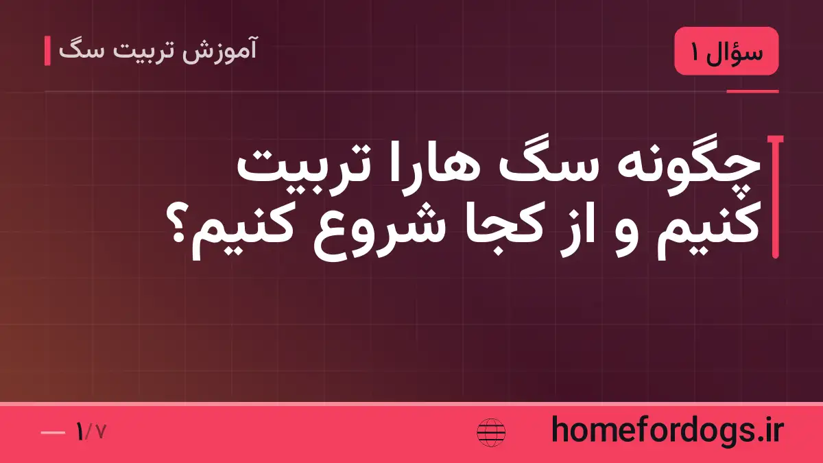 چگونه سگ هارا تربیت کنیم و از کجا شروع کنیم؟