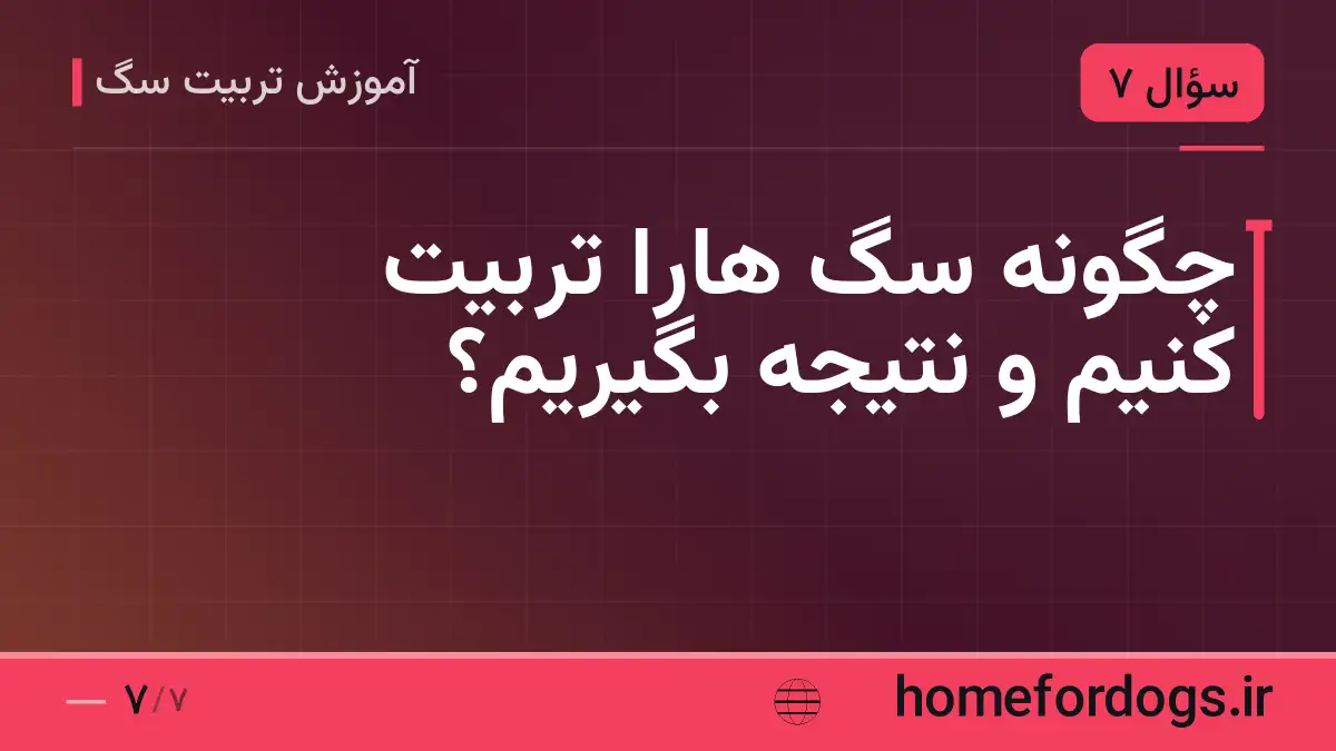 چگونه سگ هارا تربیت کنیم و نتیجه بگیریم؟