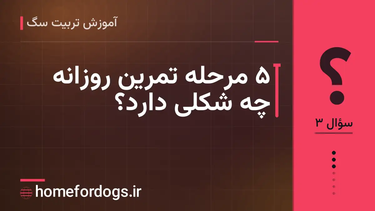 ۵ مرحله تمرین روزانه چه شکلی دارد؟