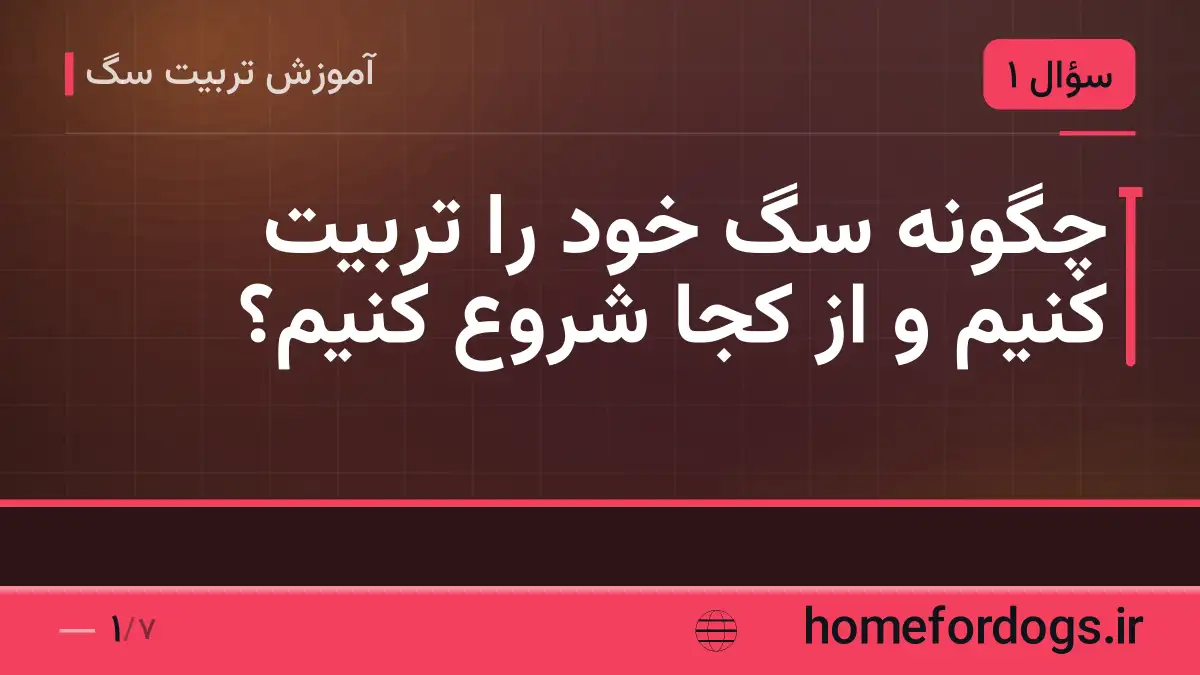 چگونه سگ خود را تربیت کنیم و از کجا شروع کنیم؟