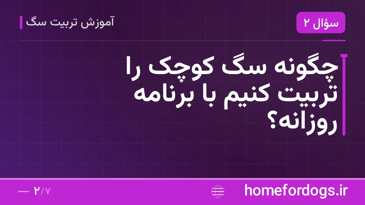 چگونه سگ کوچک را تربیت کنیم با برنامه روزانه؟