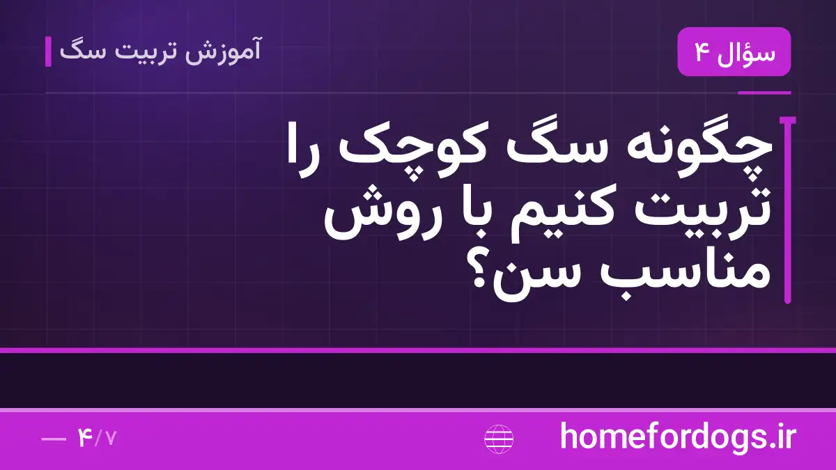 چگونه سگ کوچک را تربیت کنیم با روش مناسب سن؟