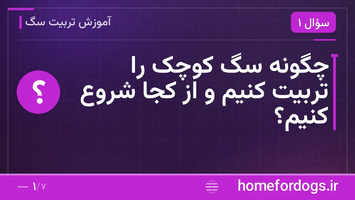 چگونه سگ کوچک را تربیت کنیم و از کجا شروع کنیم؟