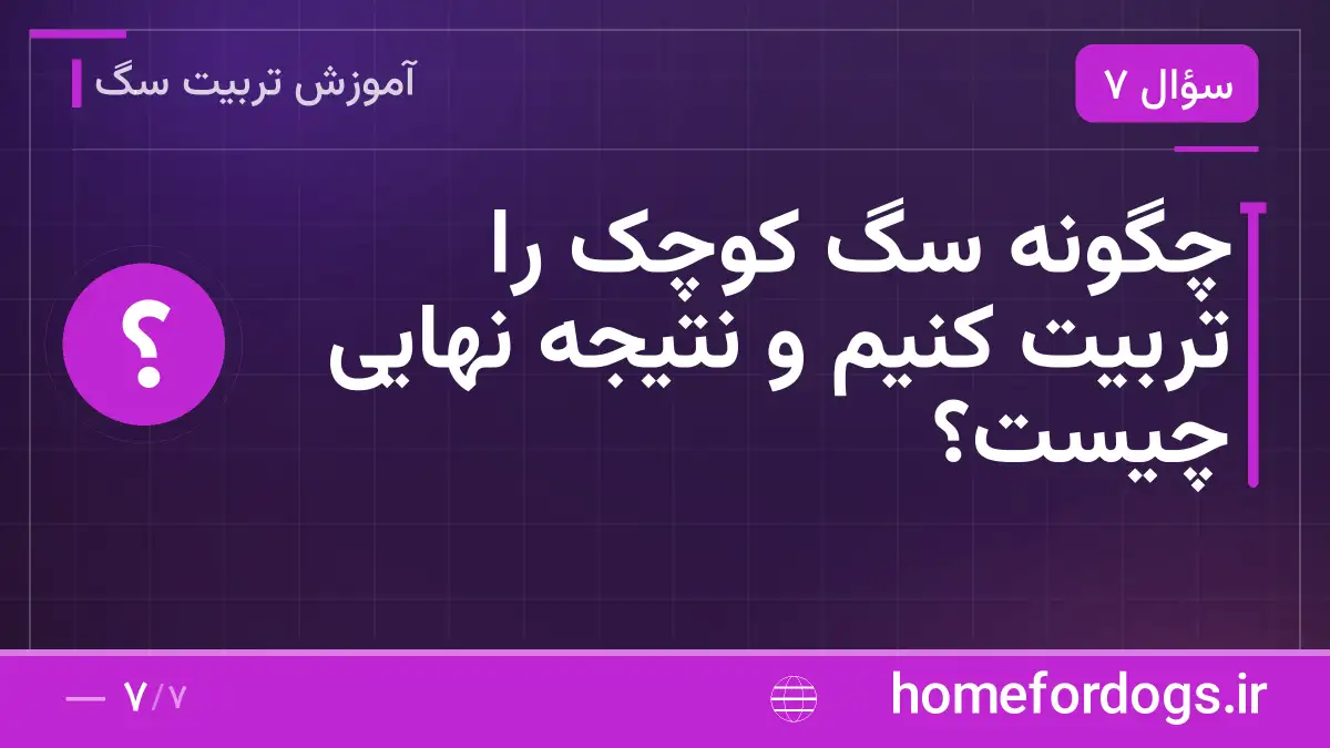 چگونه سگ کوچک را تربیت کنیم و نتیجه نهایی چیست؟