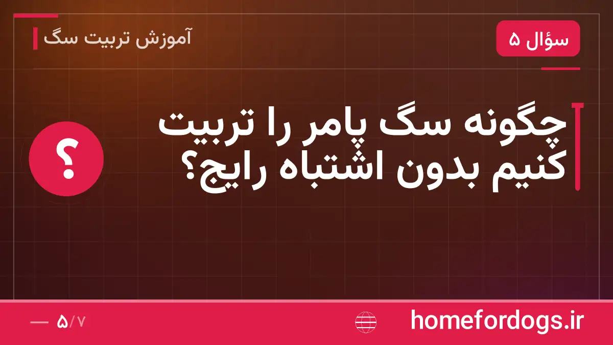 چگونه سگ پامر را تربیت کنیم بدون اشتباه رایج؟