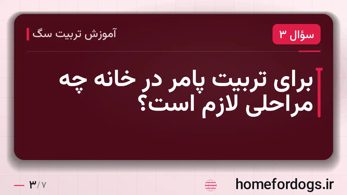 برای تربیت پامر در خانه چه مراحلی لازم است؟