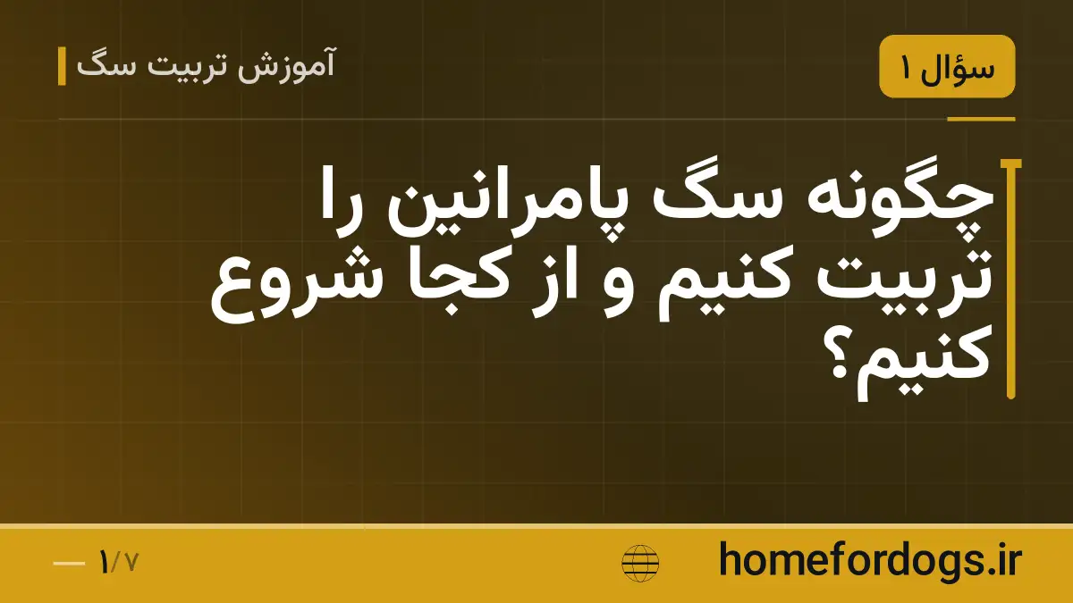 چگونه سگ پامرانین را تربیت کنیم و از کجا شروع کنیم؟