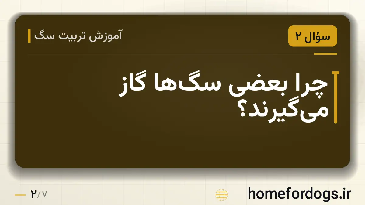 چرا بعضی سگ‌ها گاز می‌گیرند؟