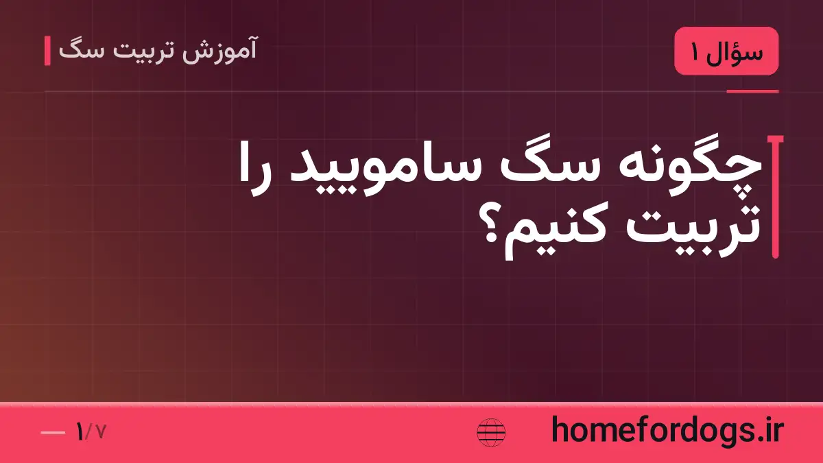 چگونه سگ سامویید را تربیت کنیم؟
