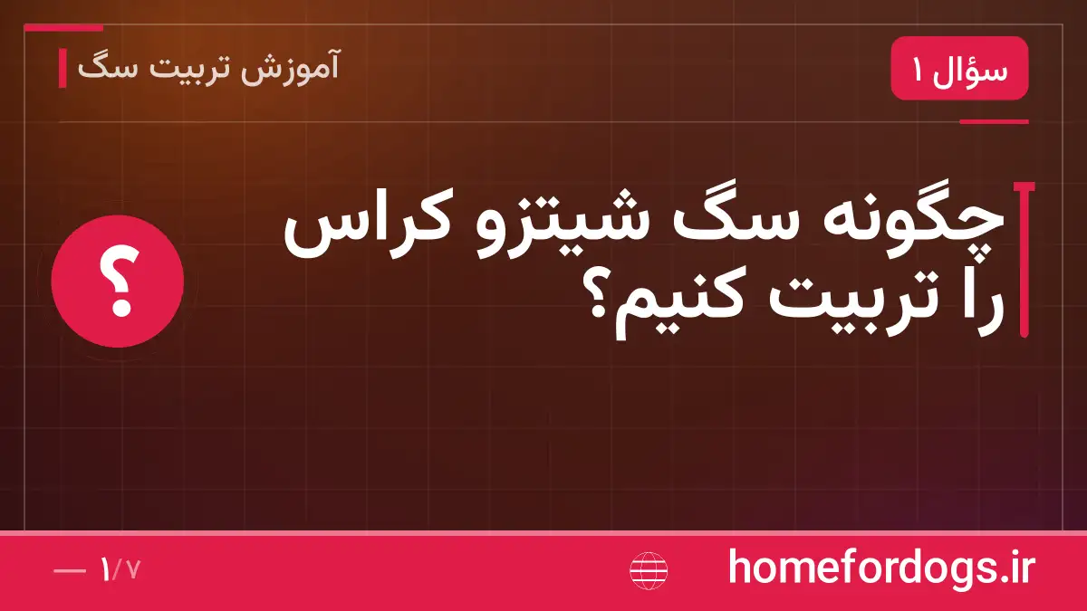 چگونه سگ شیتزو کراس را تربیت کنیم؟